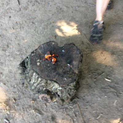 Oxenwoodanotherday93)