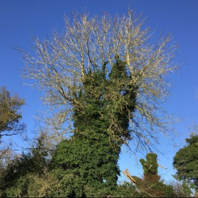 Y4walkaboutOldBasing22)